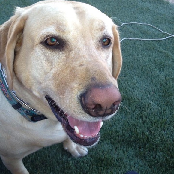 Meet your Posher, Heidi - Picture 4 of 9